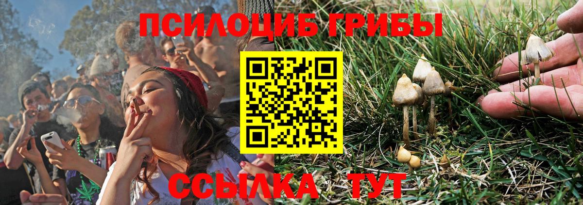 Галлюциногенные грибы Psilocybe Дмитров
